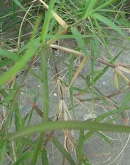 標題：狗牙根
瀏覽次數(shù)：2443
發(fā)表時間：2017-11-02