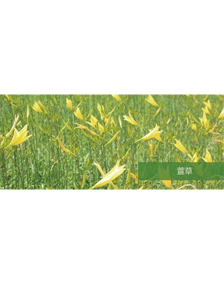 標(biāo)題：地被
瀏覽次數(shù)：1484
發(fā)表時(shí)間：2020-10-17