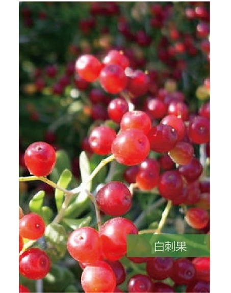 標(biāo)題：名貴樹(shù)種
瀏覽次數(shù)：1400
發(fā)表時(shí)間：2020-10-17