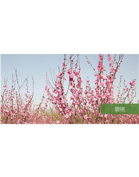 標(biāo)題：?jiǎn)坦嗄?瀏覽次數(shù)：1492
發(fā)表時(shí)間：2020-10-17