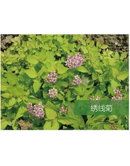 標(biāo)題：喬灌木
瀏覽次數(shù)：1509
發(fā)表時間：2020-10-17
