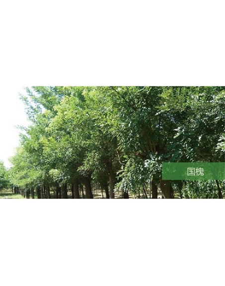 標題：喬灌木
瀏覽次數(shù)：1538
發(fā)表時間：2020-10-17