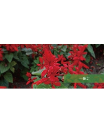 標題：地被
瀏覽次數(shù)：1656
發(fā)表時間：2020-10-17