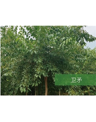 標(biāo)題：?jiǎn)坦嗄?瀏覽次數(shù)：1710
發(fā)表時(shí)間：2020-10-17